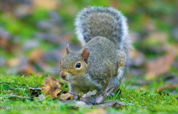 Potential for Airgunners to Earn £££s from Squirrel Culling | Airgun ...